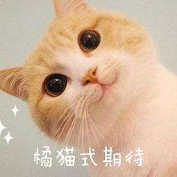 2020年，這4款手機(jī)值得期待，可以開(kāi)始存錢了！